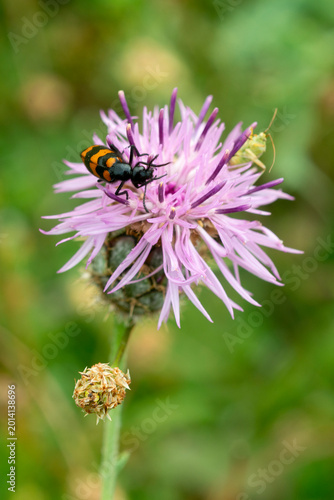 Foto Clairon des abeilles, centaurée
