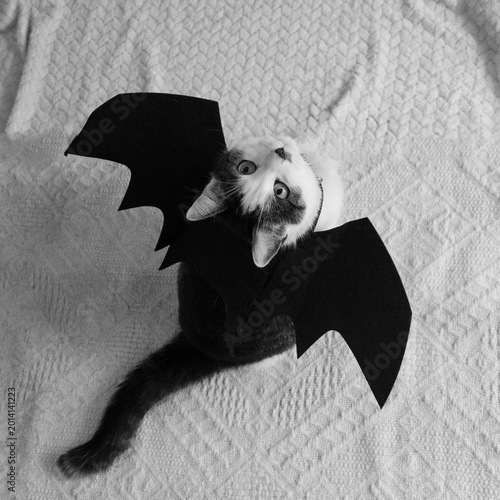 cat in Halloween costume, cat with bat wings
