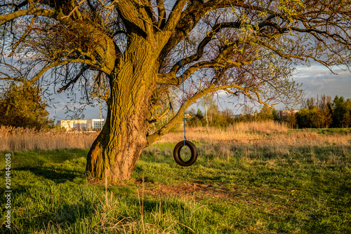 tire swing attached to a tree at sunset