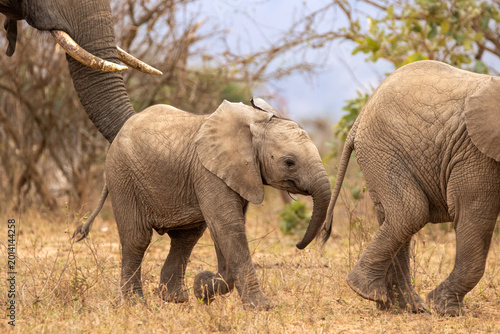 African elephant, Loxodonta africana, two animals, one smaller calf following a larger animal. 