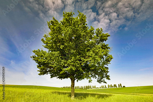 Baum mit Pappelallee