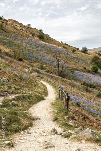 Bluebells on the fell, a perfect place to explore