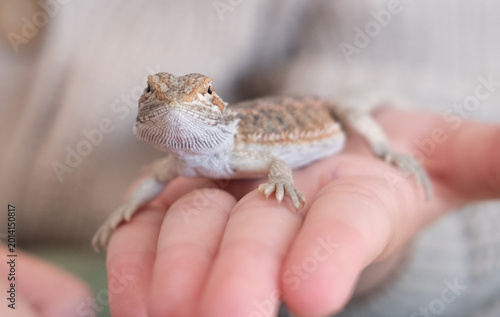 Baby of bearded agama dragon on hands taming at home