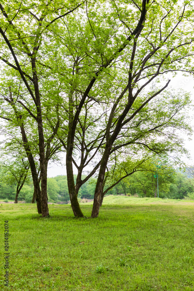 Fototapeta premium The lawns and trees in the park in spring