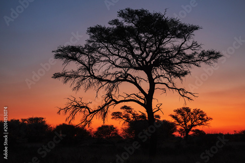 Kalahari Sunset, a red glow in the sky and a silhouette of trees, Kalahari Research Center, Vanzylsrus.