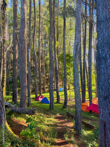 Tents Pitched in a Forest Campsite