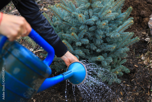 Fotografie blue spruce planting of seedlings landscape design