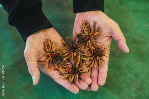 Cordyceps, a unique fusion of caterpillar and fungus when the parasitic fungus Ophiocordyceps sinensis invades the insect
