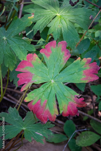Fotografie Changing colors signal the onset of autumn.