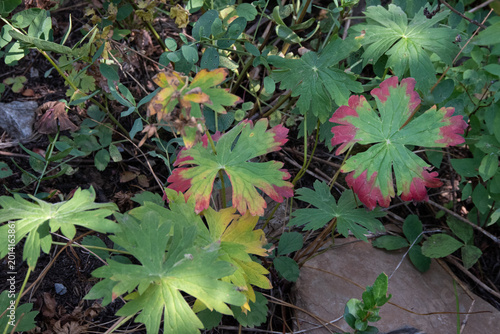 Foto Changing colors signal the onset of autumn.
