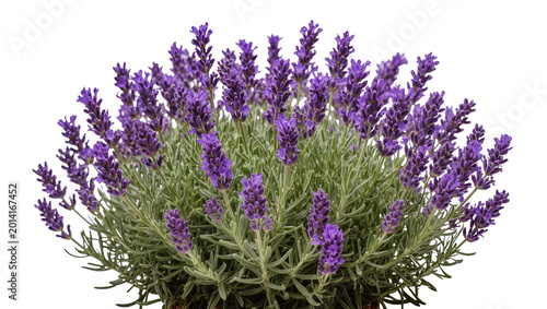 Fényképezés Isolated lush fragrant lavender plant with vibrant purple blooms and fresh green
