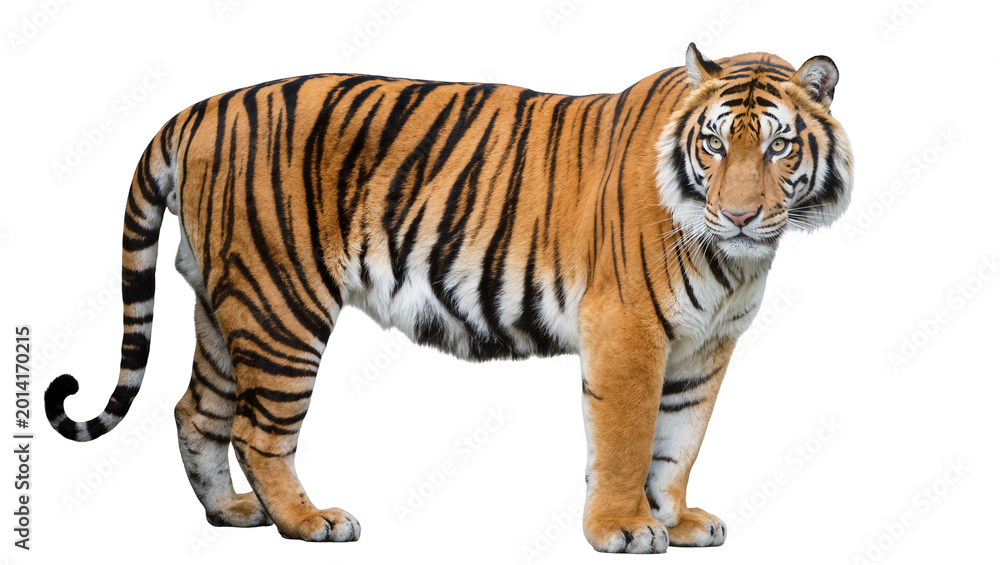 Obraz premium Isolated Bengal tiger standing, powerful majestic wild animal, full body shot of a striped predator