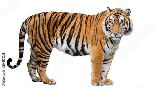 Photography Isolated Bengal tiger standing, powerful majestic wild animal, full body shot of