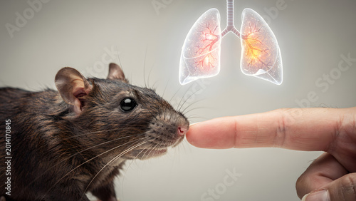 Rat near human interaction zoonotic transmission concept