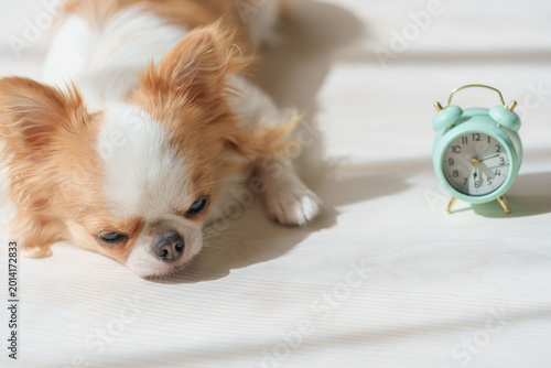 Cuadro en lienzo 眠そうな犬と目覚まし時計