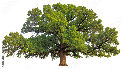 Εκτύπωση καμβά Isolated majestic green oak tree with expansive crown, sturdy trunk, and vibrant