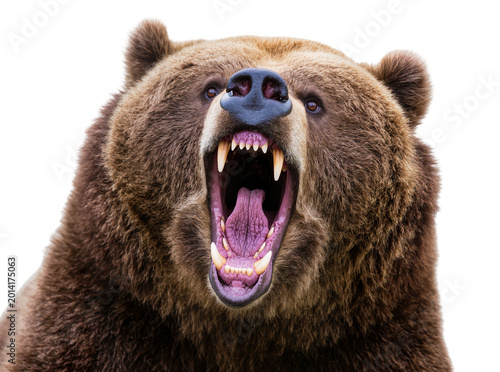 Obraz na plátně Isolated fierce brown grizzly bear roaring aggressively with open mouth and shar