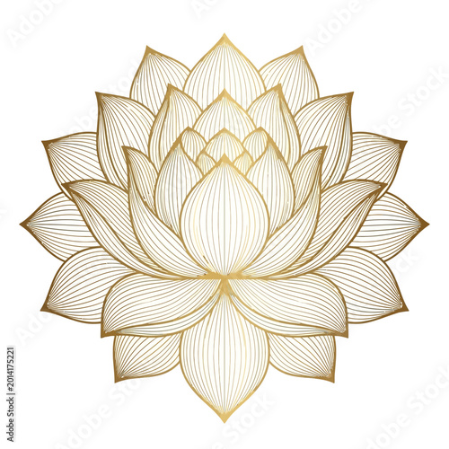 Golden lotus flower blooms in serene natural water environment peacefully