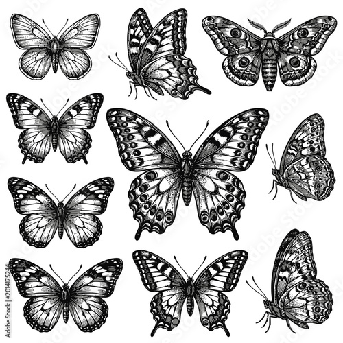 A collection of various butterflies and moths are illustrated in black and white.