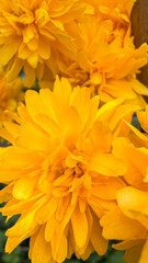 yellow chrysanthemum flowers