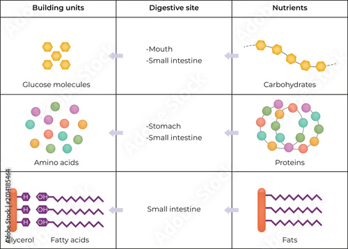 Fényképezés Nutrient Digestion and Building Units Design Vector Illustration