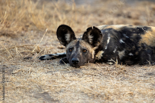 Wild Dog, Lycaon pictus, Adult. Close-up of a wild dog lying low in dry grass, highlighting its large rounded ears and amber eyes.