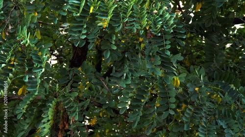 The leaves sway in the wind. Beautiful green leaves on the branches move slowly and then faster in the increasing wind. Hurricane. Bad weather. Beautiful natural background. Close-up. Video footage 4k