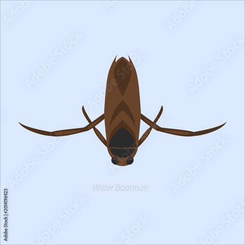 Fotografie Water boatman insect cartoon illustration with brown body, aquatic bug, pond wil