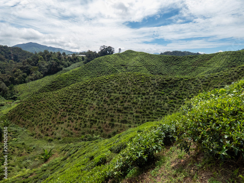 Konstfotografi Cameron highlands tea plantation (Bharat tea plantation), Malaysia
