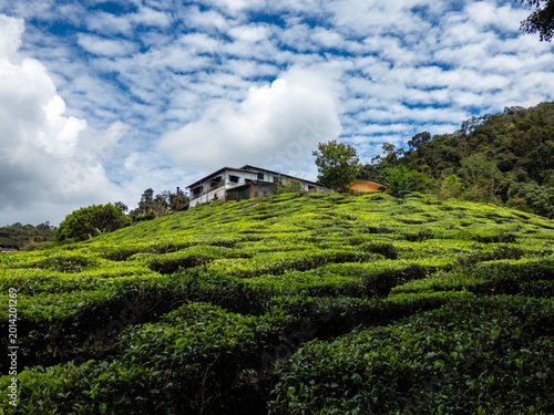 Photos Cameron highlands tea plantation (Bharat tea plantation), Malaysia
