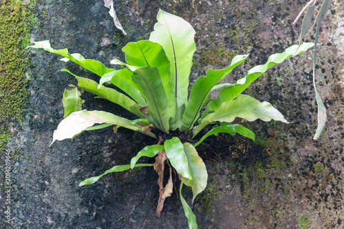 Birds Nest Fern Growing on Mossy Stone Wall in Tropical Rainforest