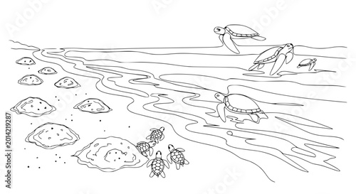 Photos Sea Turtle Hatchlings Crawling to Ocean, Nesting Beach Scene