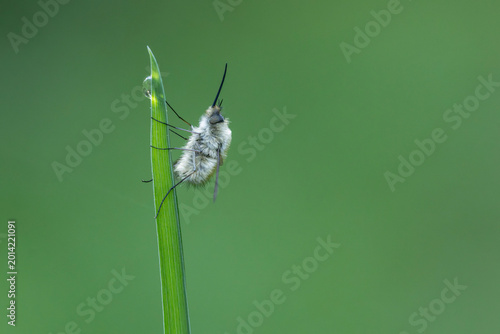Middle Bee-fly Bombylius medius perched on grass in early spring