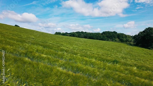 A breathtaking view of lush green wheat fields moving gracefully under the vibrant sky while the warm sun casts golden hues