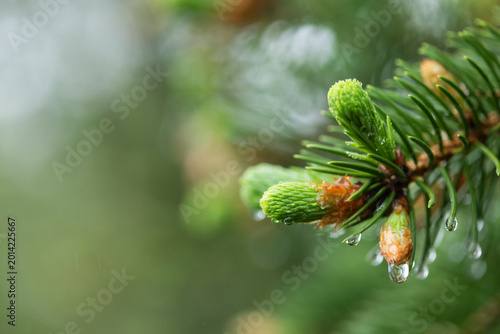 Photos Nature background from spruce trees with young sprouts in water drops under rain in park, evergreen natural environment renewal