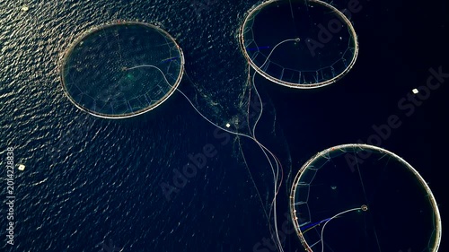 Aquaculture fish farm with round marine pens stocked with Atlantic salmon. Drone