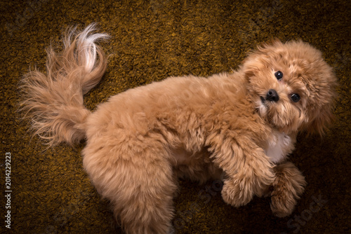 Photos Playful Maltipoo puppy