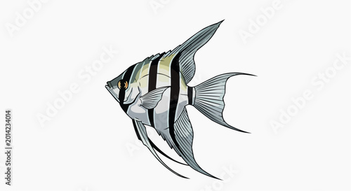 Angelfish are freshwater fish native to the Amazon and easily found in the riverbeds of the region, as well as in South America. They belong to the Cichlidae family and are ornamental species.