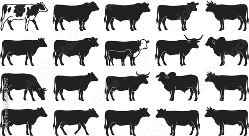 Photos collection of cow silhouettes in various poses and breeds isolated on white back