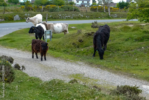 Bilde på lerret Evening view of moorland cattle grazing on spring grasses near the small village