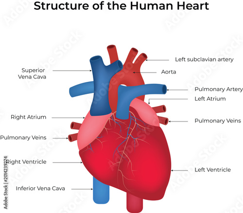 Structure of the Human Heart Design Vector Illustration