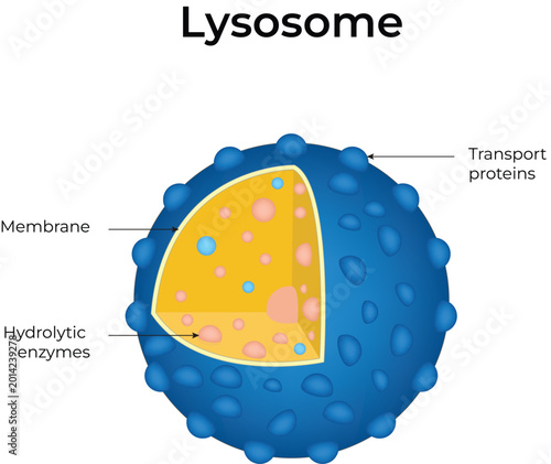Lysosome Diagram Showing Membrane Hydrolytic Design Vector Illustration