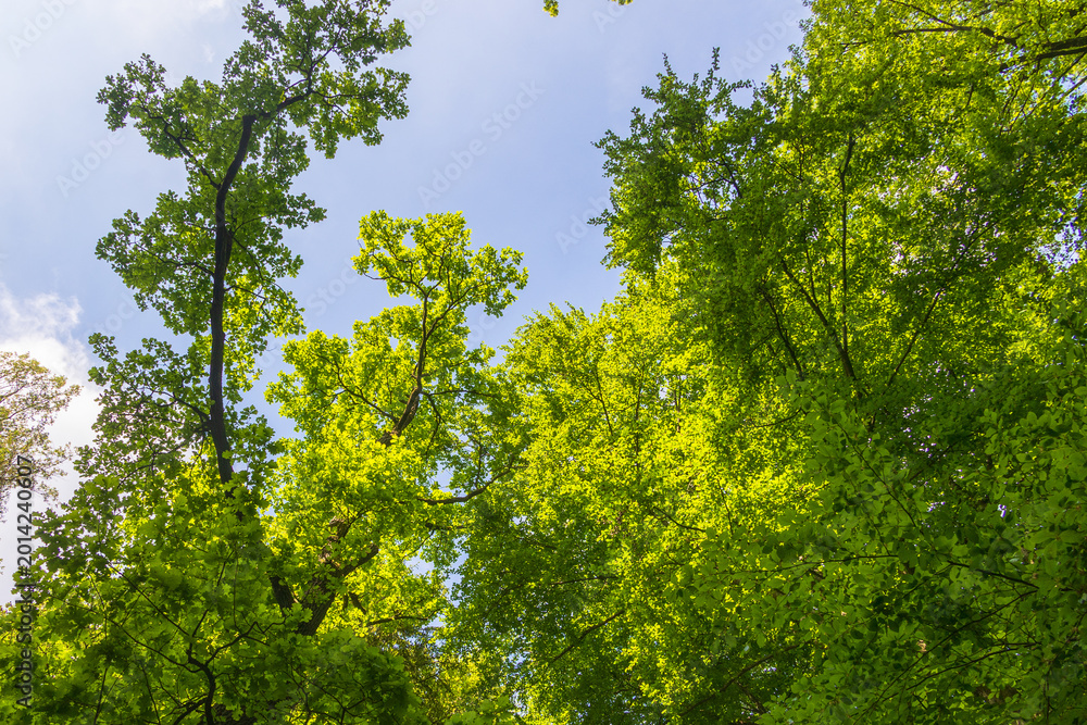 Fototapeta premium Bright green treetops against blue sky in dense spring forest, Deutschland, Augsburg, 8.5.2026