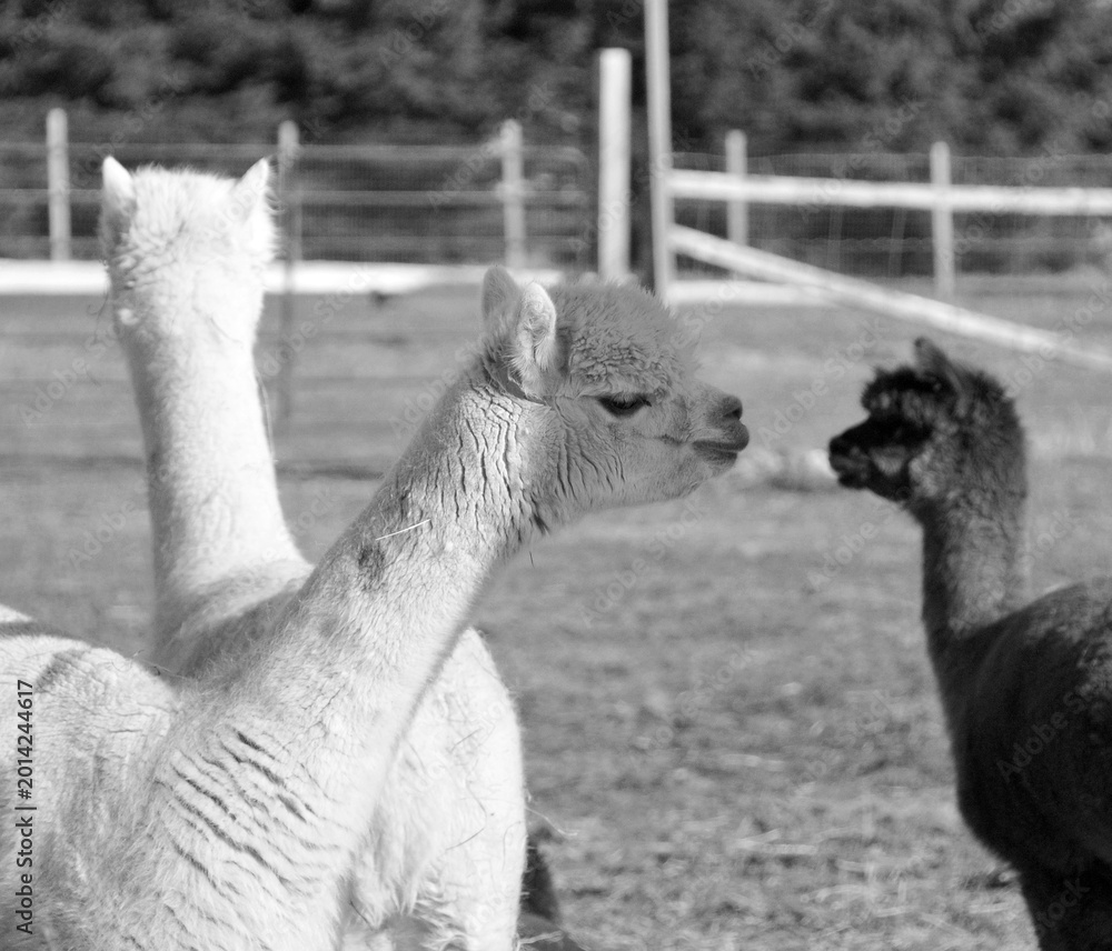 Obraz premium Alpaca is a domesticated species of South American camelid. It resembles a small llama in appearance.Alpacas are kept in herds that graze on the level heights of the Andes of southern Peru