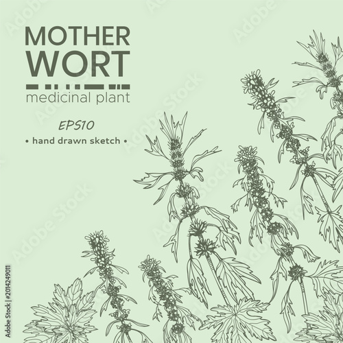 Composition of Motherwort