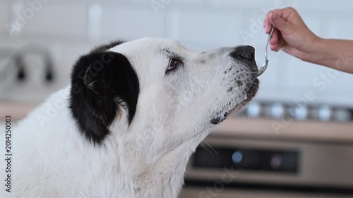 Funny white Alabai dog eating pet food from owner s spoon in modern kitchen, 4K slow motion