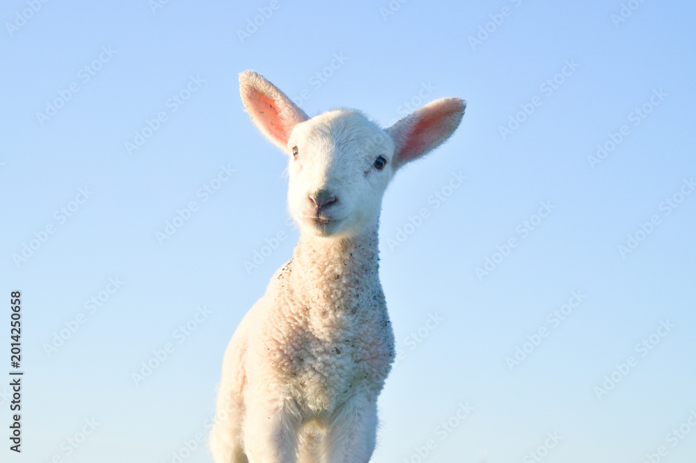 Fototapeta premium Isolated close-up portrait of a baby sheep in the evening sun on blue sky background