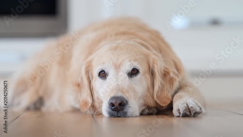 Golden Retriever Sleeping on Kitchen Floor at Home, Cozy 4K Slow Motion