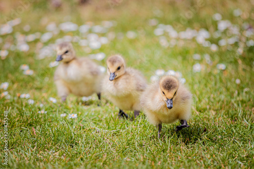 yellow baby goose walking on grass, sunny spring afternoon, near the Thames River, United Kingdom