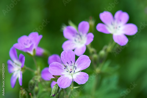 Wood Cranesbill (Geranium sylvaticum)